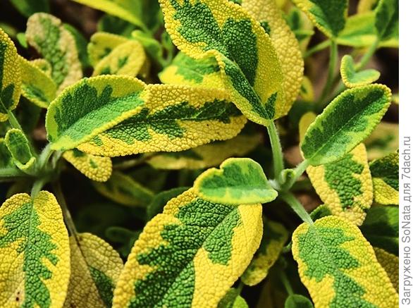 Шалфей лекарственный Salvia officinalis