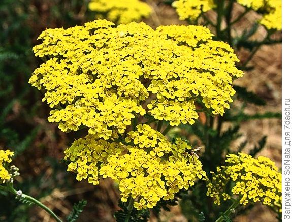 Тысячелистник таволговый (Achillea filipendulina)