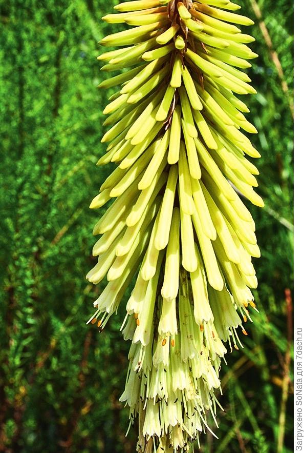 Книфофия ягодная (Kniphofia uvaria)
