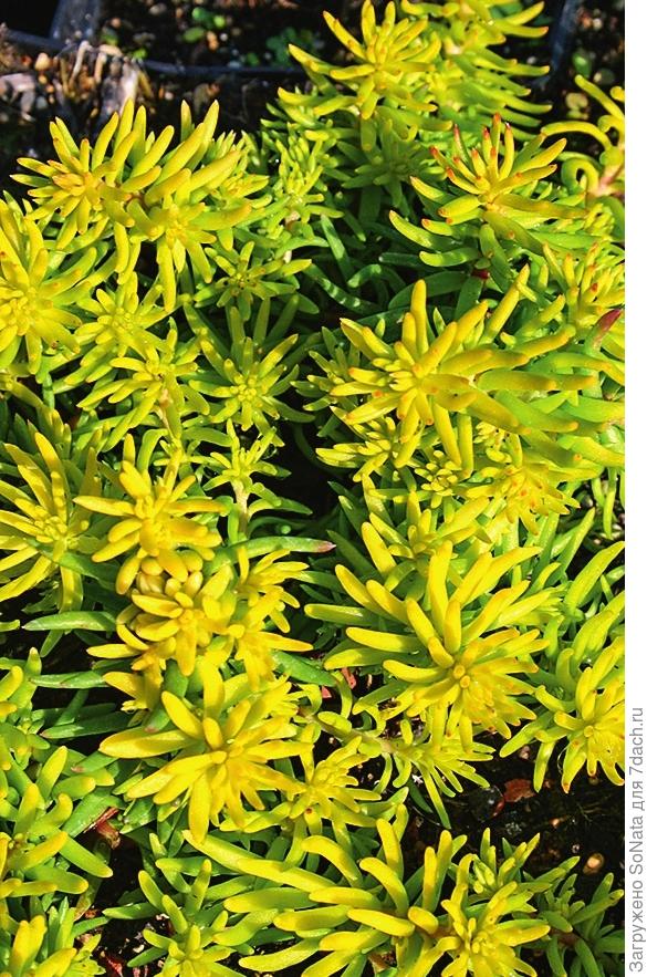 Очиток отогнутый (Sedum reflexum) ‘Angelina’