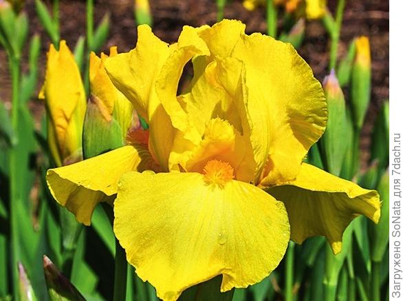 Ирис бородатый Iris Barbata-Elatior
