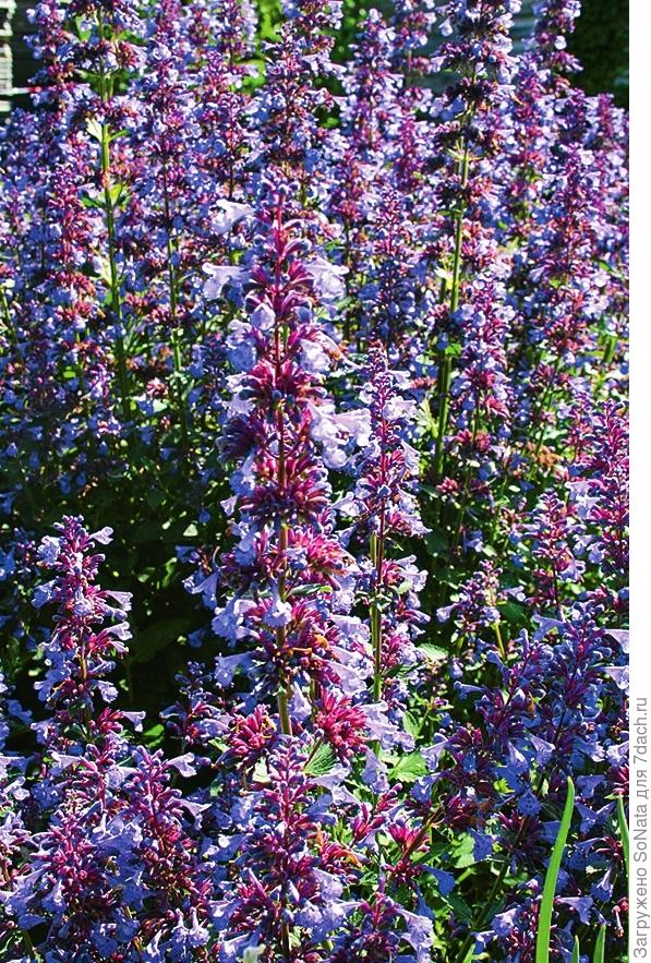 Котовник Фассена Nepeta faassenii
