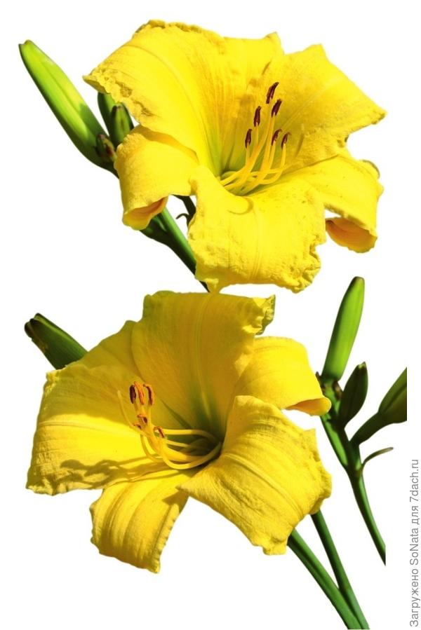 Лилейник Hemerocallis