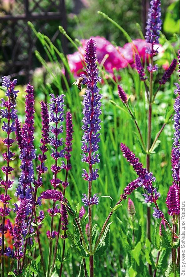 Шалфей дубравный (Salvia nemorosa).