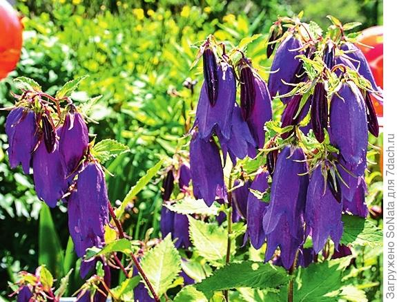 Колокольчик точечный (Campanula punctata)
