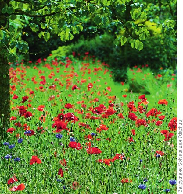 Классический летний тандем - красные маки и синие васильки. Чтобы воссоздать такую лужайку, выделите участок побольше - так композиция будет выглядеть особенно эффектно.