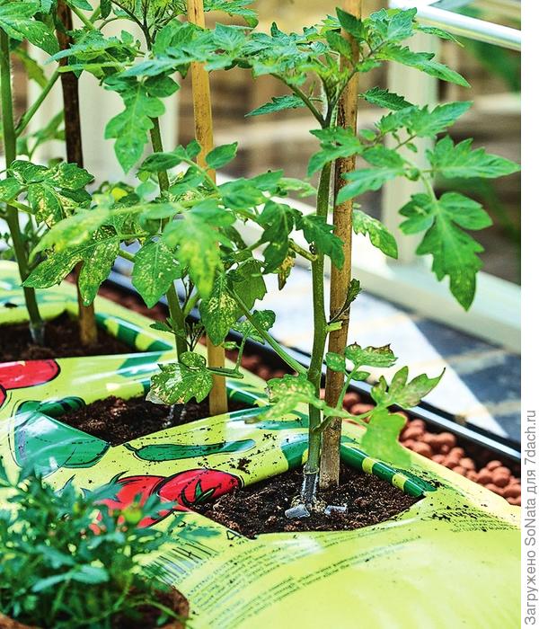 Посадить томаты можно прямо в пакет с субстратом. Выбирайте для этого низкорослые сорта.