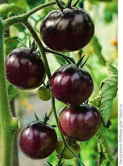 &amp;amp;amp;amp;amp;lsquo;Sacher&amp;amp;amp;amp;amp;rsquo; с аппетитными плодами с глянцевой темно-коричневой кожурой называют еще шоколадным томатом.
