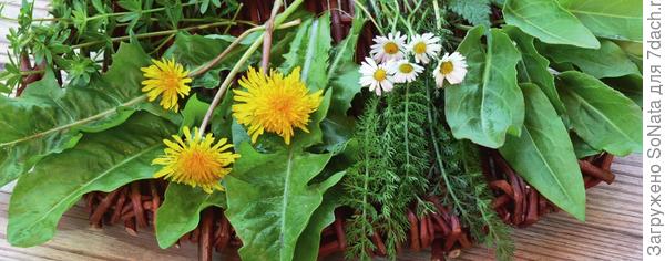 Кулинарные рецепты из лекарственных растений / Recipe from medicinal herb