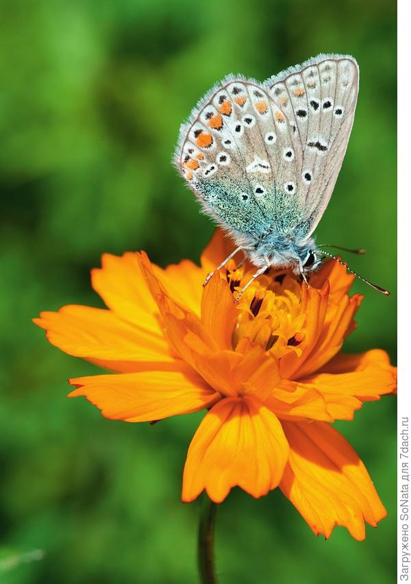Бабочка-голубянка пьет нектар из космеи серно-желтой (Cosmos sulphureus).