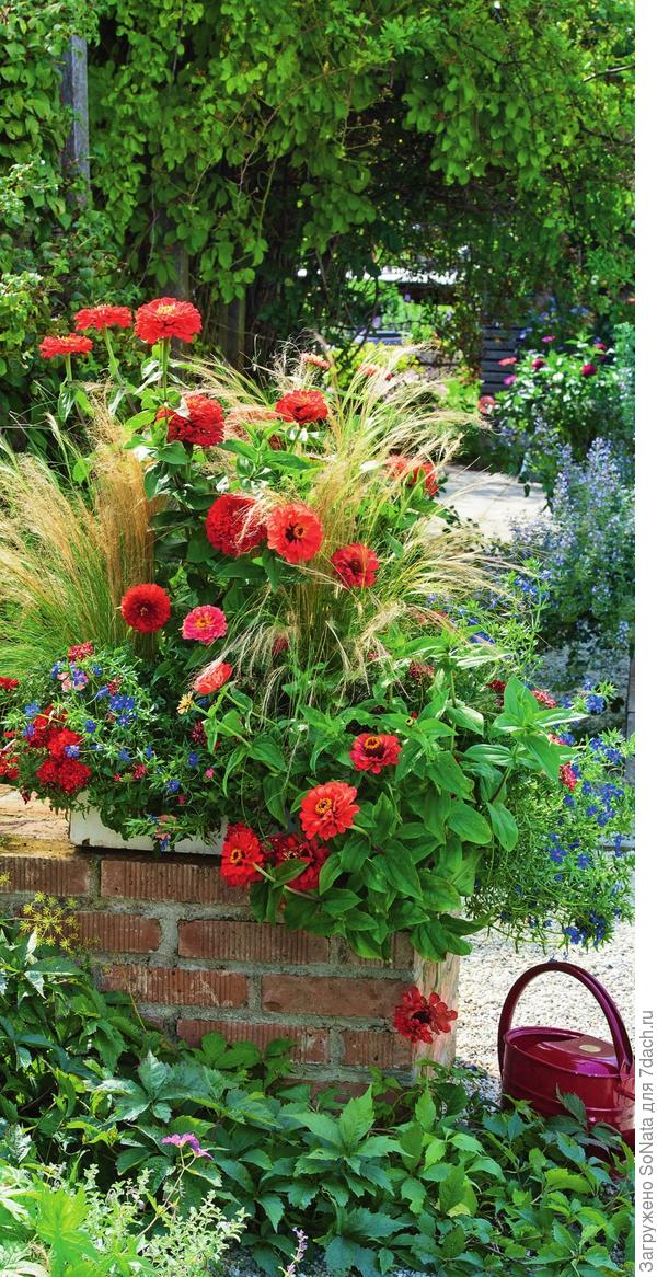 Ансамбль из светло-розовой циннии, воздушного ковыля (Stipa), анагаллиса (Anagallis) с синими звездочками и вербены с вишнево-красными цветками остается красивым до самой осени.
