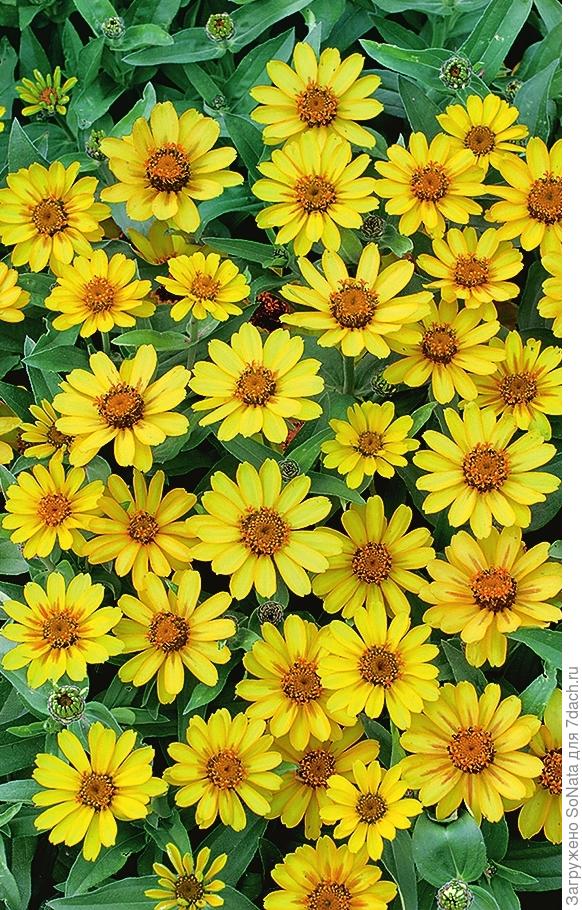 Словно маленькие солнышки выглядят желтые цветки циннии ‘Profusion Yellow’.