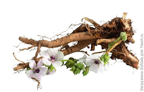 У алтея лекарственного цветки, листья и особенно корни содержат большое количество слизистых веществ