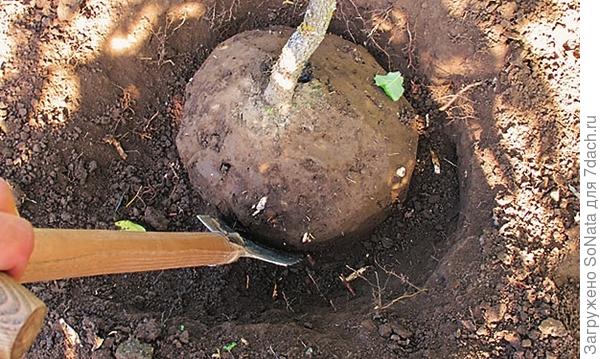 Подеваем ком лопатой, отрезая корни, идущие вглубь