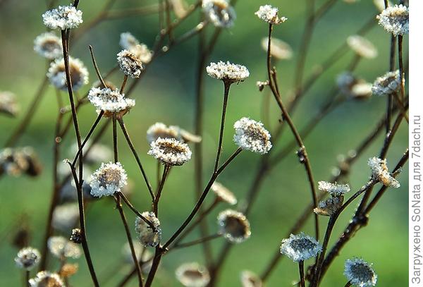 Филигранные соцветия-корзинки пижмы (Tanacetum), покрытые кристалликами льда, эффектно искрятся и светятся на солнце.