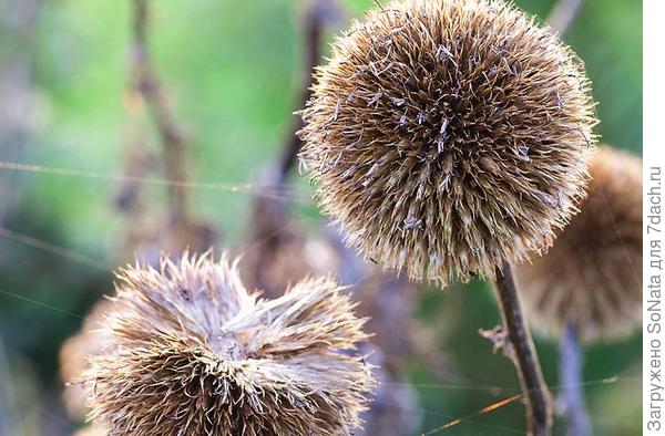 Очень эффектно выглядят крупные шарики соцветий мордовника (Echinops)