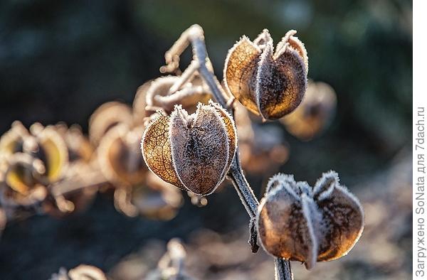 Маленькие фонарики напоминают плоды никандры (Nicandra).