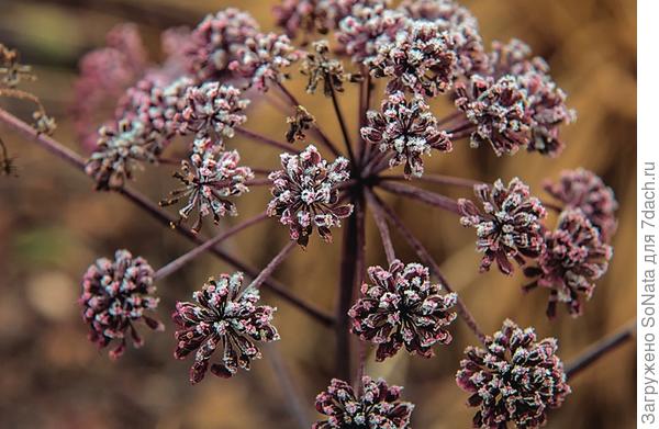 Дудник лесной (Angelica sylvestris) ’Vicar’s Mead’ даже после высыхания очаровывает красноватыми соцветиями.