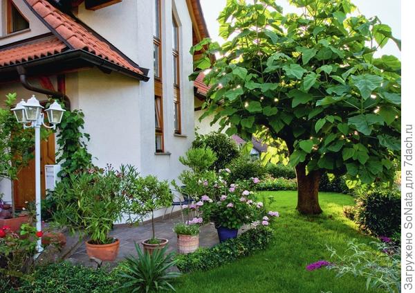 Павловния войлочная (Paulownia tomentosa) с крупными листьями великолепно притенит любое место отдыха.