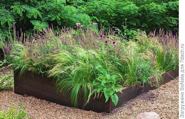 Цветник в стиле прерий из ковыля тончайшего (Stipa tenuissima), шалфея степного и эхинацеи окантовывают прочные стенки из кортеновской стали