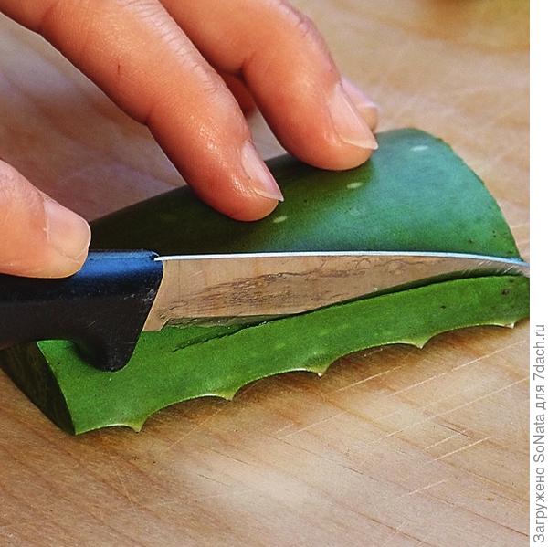 Ножом обрежьте зубчатые края листа алоэ.