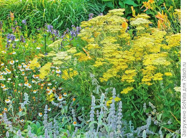 Гибридный тысячелистник таволговый (Achillea filipendulina) Credo)