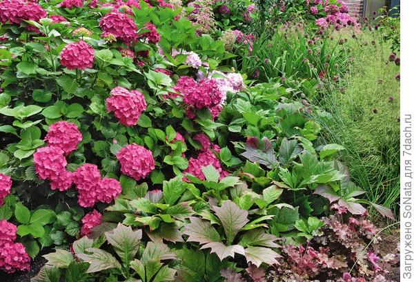 Игра красок: красноватые листья роджерсии стополистной (Rodgersia podophylla) сорта Rotlaub прекрасно гармонируют с гортензией, декоративным луком и гейхерой.