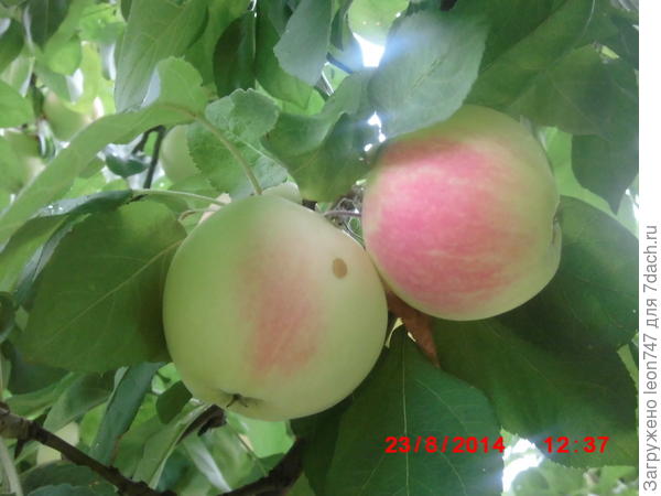 яблочки, не из Эдема, но что-то, в этом роде)