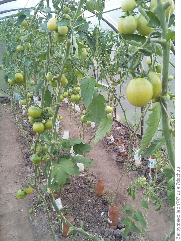 23 сентября. Поликарбонат, с форточками.