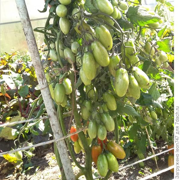 Нет!!! Это не мои, то же от уникального человека, Якова Морковкина)) О нем ниже