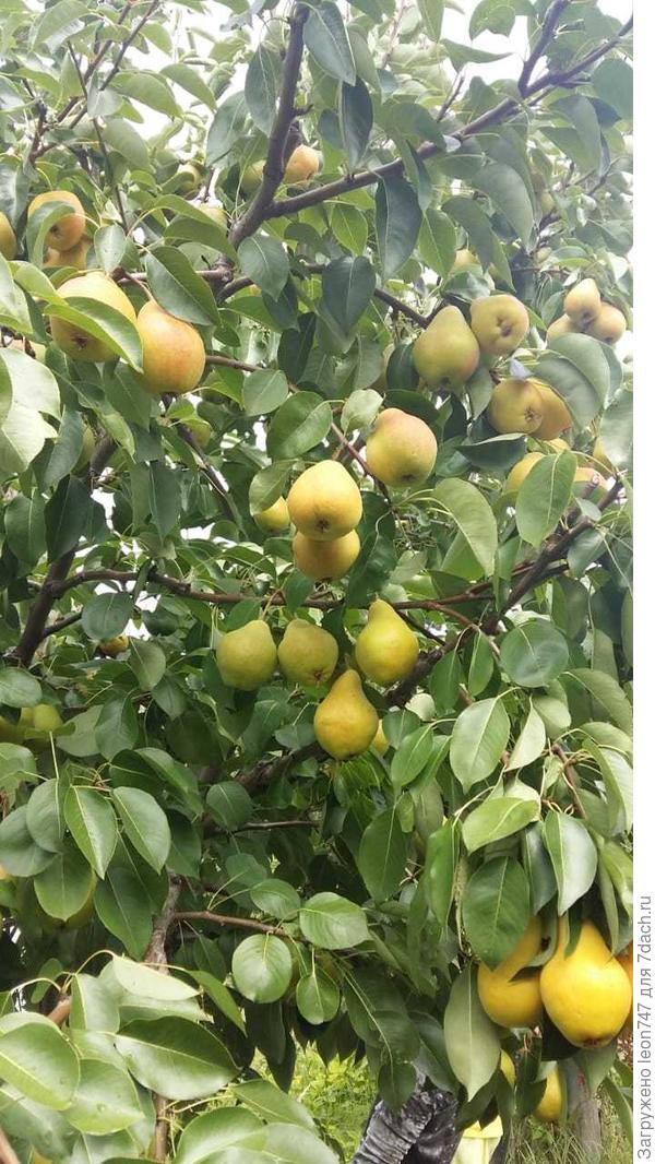 Агрипина Рябиновна приглашает))