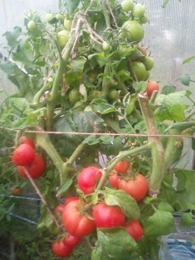 А вот остатки Кати в теплице