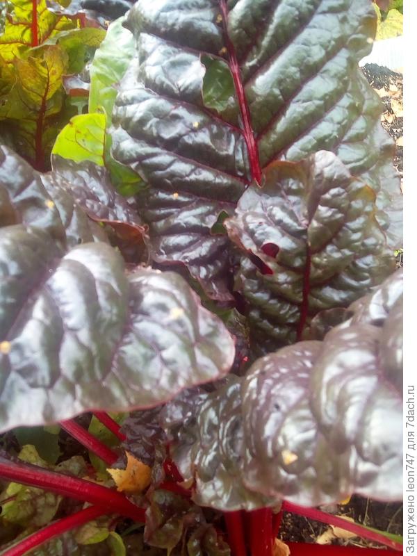 И это не свекла))