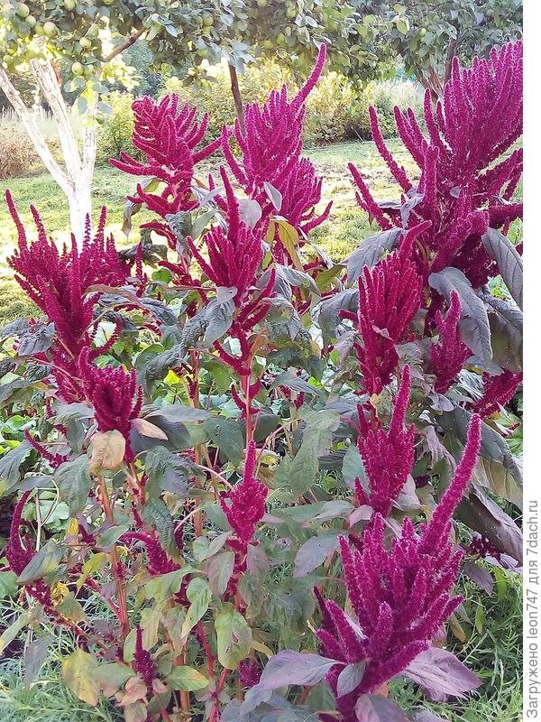 И, наконец, король!