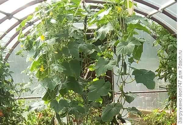 Впервые жалко убирать огурцы. Живые, живее всех живых. А всего лишь бился с корнями.