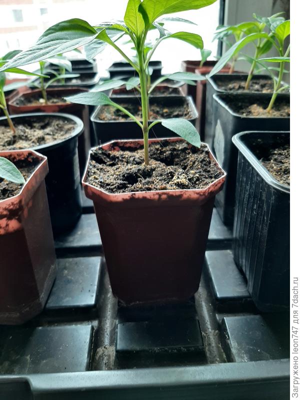 С мобильного так и не вставляется, пришлось заморочиться через компьютерр.