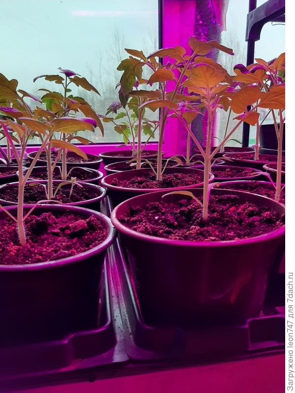 Ровно с теми же биогумусом, агроперлитом, вермикулитом,  песком. Грунт только другой