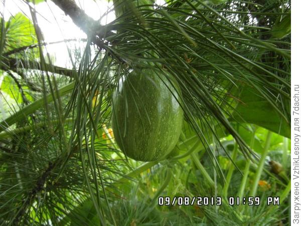 Даная на кедре