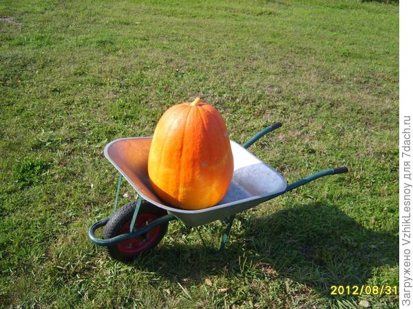 Тыква Атлант