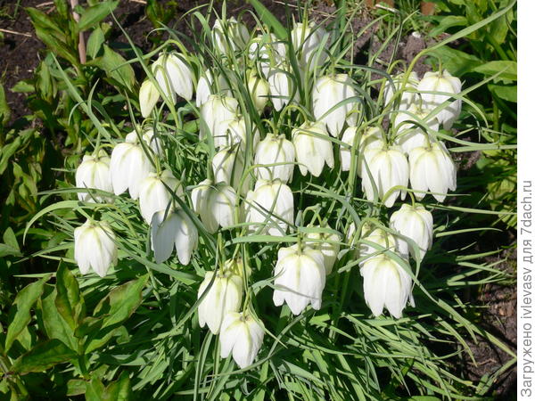 Многолетники