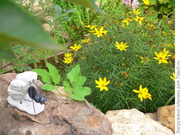 Многолетники