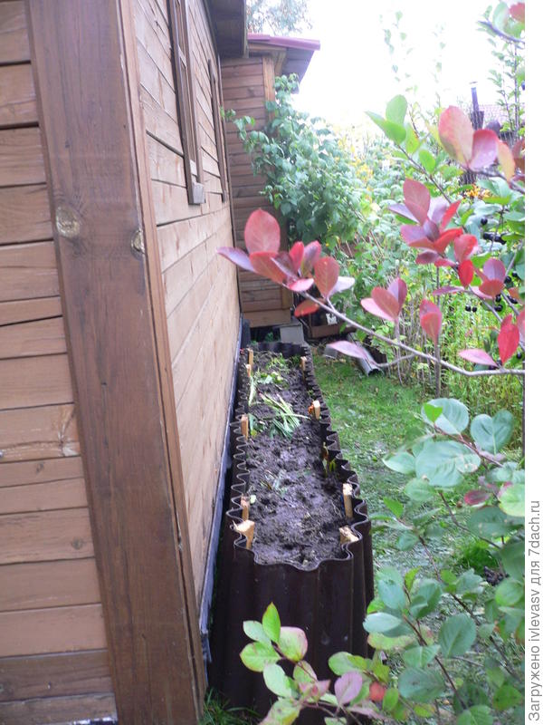 Теплая грядка для огурцов