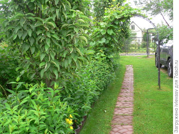 Арка для винограда