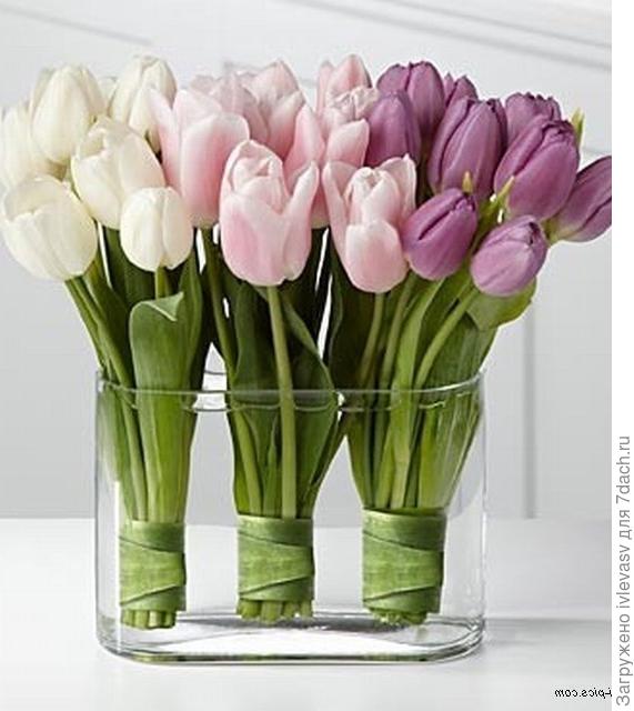 Тюльпаны