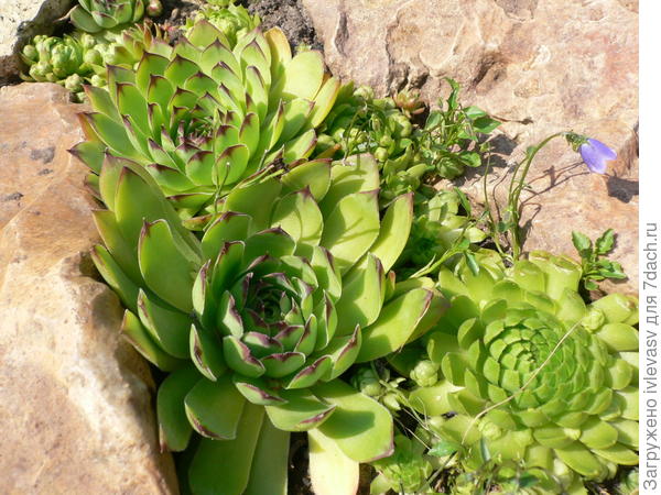 Камни и цветы