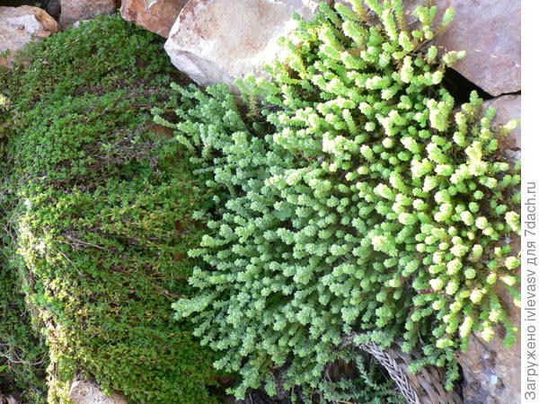 Камни и цветы