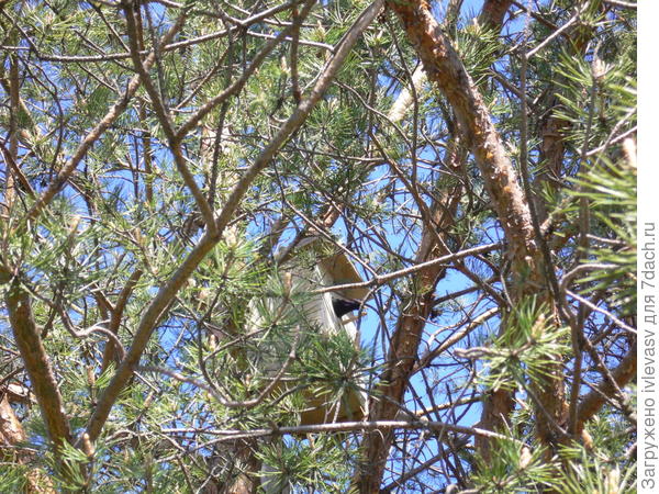 Скворец в скворечнике