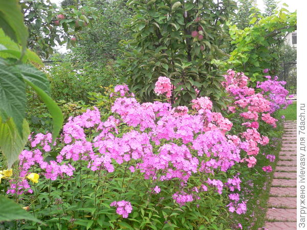 Флоксы