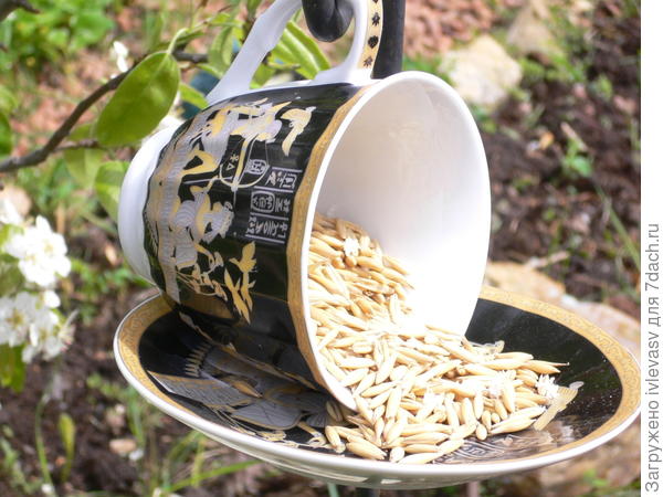 Кормушка для птиц Кормушка для птиц