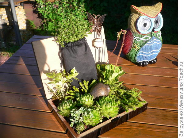 Композиция из суккулентов